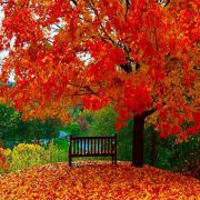 زیبایی های فصل پاییز - پاییز