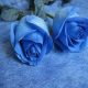 گل رز – رز- رز آبی