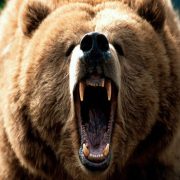 حمله خرس به یک جوان عشایری - حمله خرس